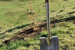 Tree Planting Ceremony to Commemorate New Forestry
